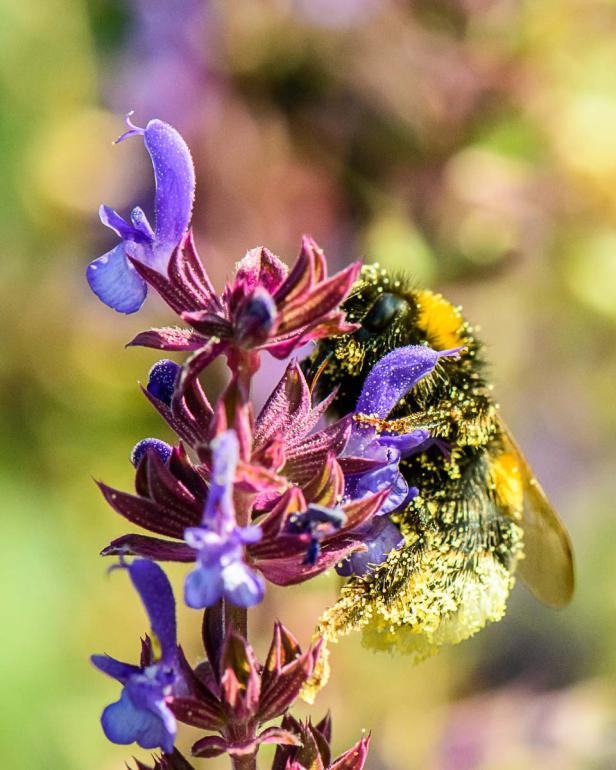 Insektenfreundlich geht auch auf Terrasse und Balkon