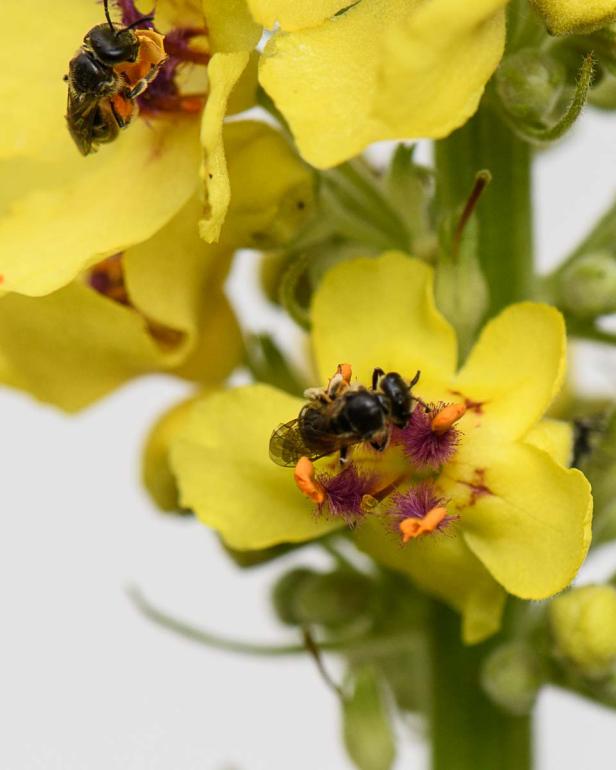 Insektenfreundlich geht auch auf Terrasse und Balkon