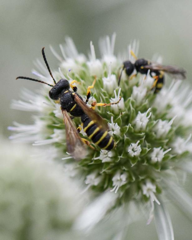 Insektenfreundlich geht auch auf Terrasse und Balkon