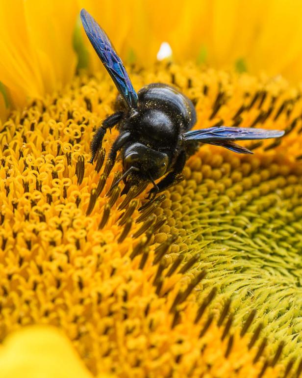 Insektenfreundlich geht auch auf Terrasse und Balkon