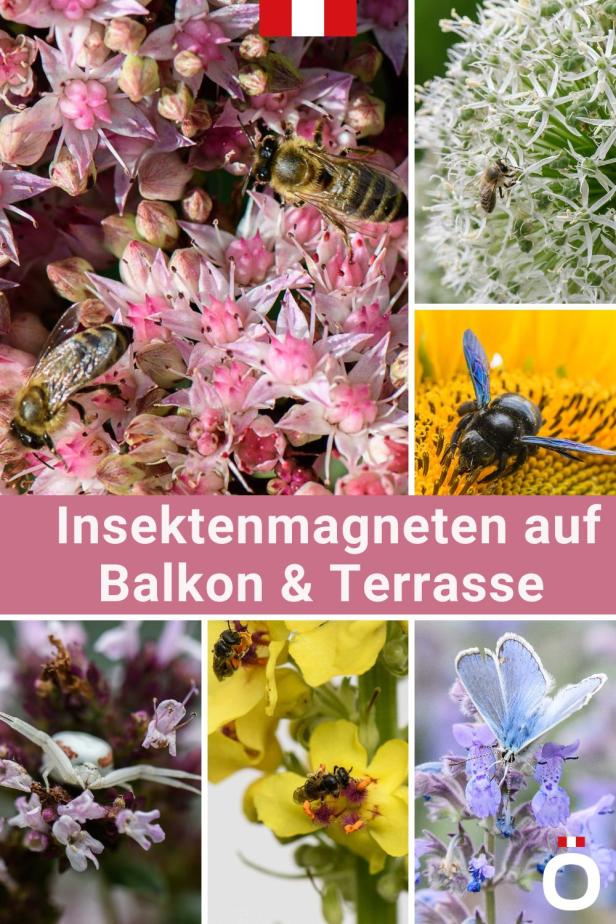 Insektenfreundlich geht auch auf Terrasse und Balkon