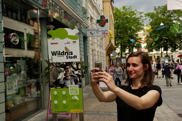 Virtuelle Realität bringt Wildnis in die St. Pöltner Innenstadt