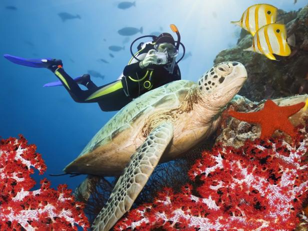 Ein Taucher fotografiert eine Meeresschildkröte inmitten von Korallen und Fischen.