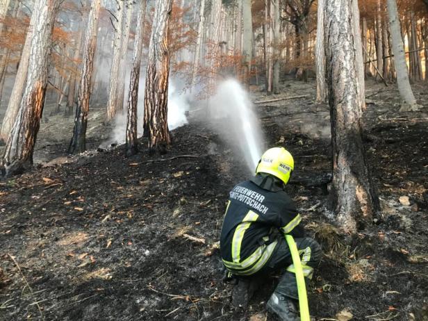 Der Waldbrand 2021 zerstörte 115 Hektar Wald