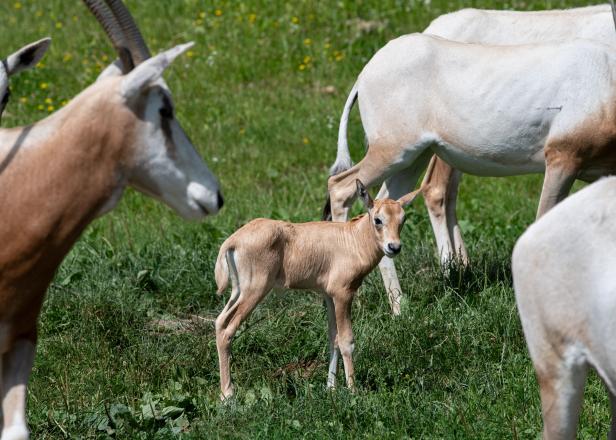 OÖ: Seltenes Säbelantilopenbaby im Zoo Schmiding geboren