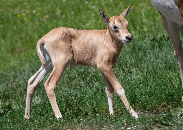 OÖ: Seltenes Säbelantilopenbaby im Zoo Schmiding geboren