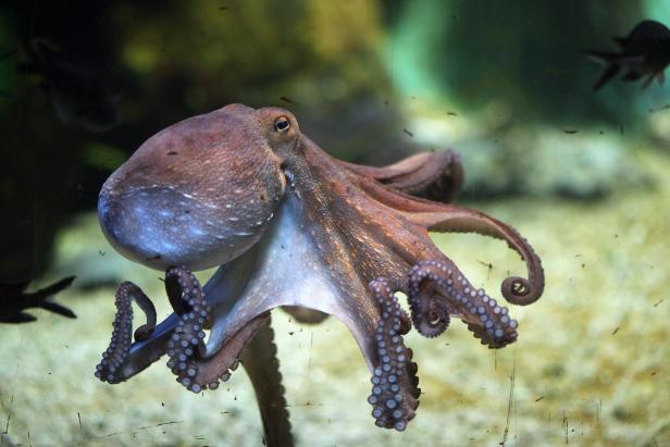 Gemeiner Krake (Octopus vulgaris).