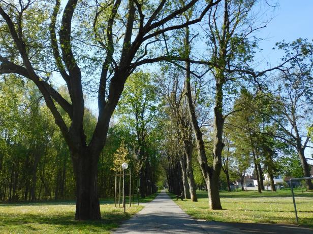Ein Weg führt durch einen Park mit hohen Bäumen im Frühling.