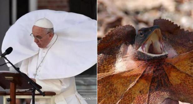 Ein Vergleich: Papst Franziskus mit wehendem Umhang und eine Kragenechse mit geöffnetem Maul.