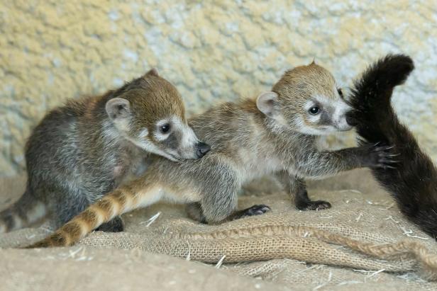 ++ HANDOUT ++ WIEN: NASENBÄREN-JUNGTIERE IM DOPPELPACK IM SCHÖNBRUNNER ZOO