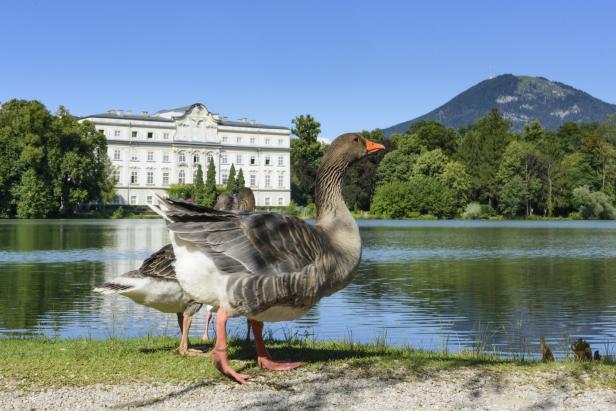Eine Graugans steht am Ufer des Sees vor Schloss Leopoldskron in Salzburg.