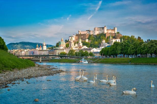 Schwäne schwimmen auf der Salzach in Salzburg mit der Festung Hohensalzburg im Hintergrund.