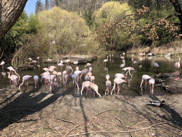 Eine Gruppe Flamingos steht in einem flachen Gewässer.
