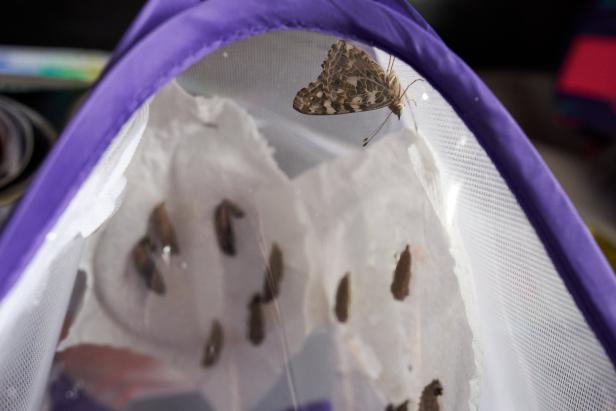 Ein Schmetterling sitzt in einem Zuchtbehälter neben mehreren Puppen.