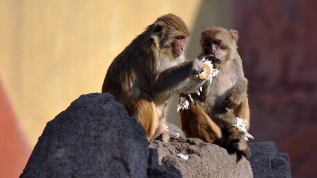 Affen auf Diät leben nicht länger