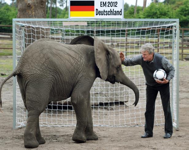 Ein Elefant steht vor einem Fußballtor, während ein Mann mit einem Ball daneben steht.
