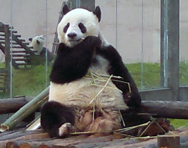 Schönbrunn: Neues von den Pandazwillingen