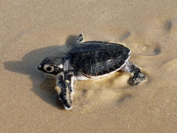 Guinea-Bissau: Riesenschildkröte auf Mini-Insel