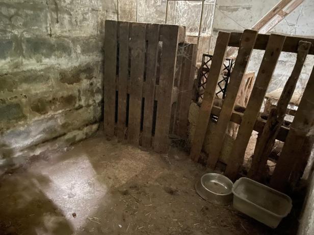 Zehn Katzen und drei Hunde in verdrecktem Keller eingepfercht