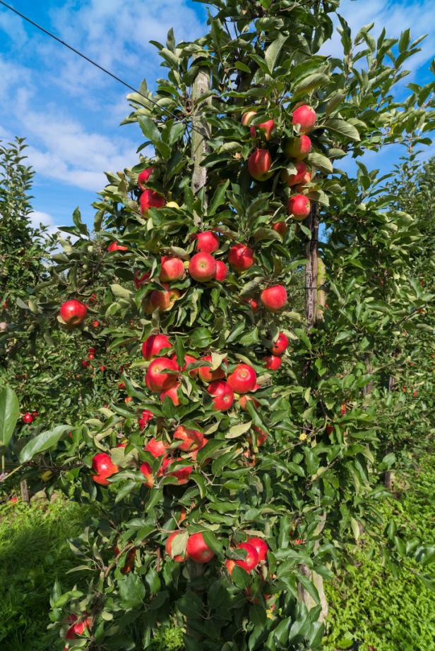 Tipp vom Gärtner: Laub- und Obstbäume richtig pflegen