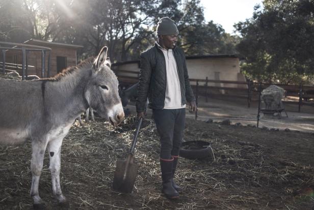 Mit Hammer betäubt und gehäutet: Afrikanische Eseldiebe im Dienste Chinas