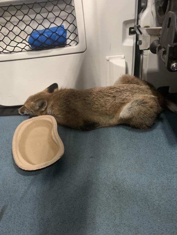 Rettung barg in Wien verletzten Fuchs von Straße