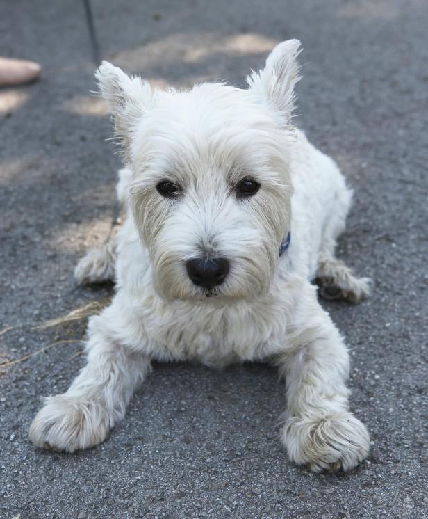 Hunde-Dialog im Park – oder: Frau Wohlgemut liest das „sicher nicht“