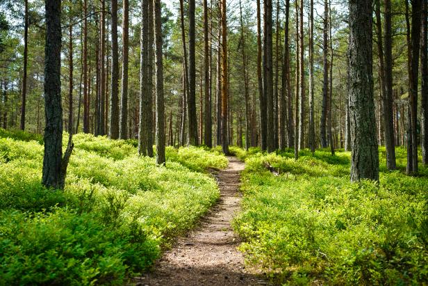 Lust auf Österreich_Wald_Auszeit