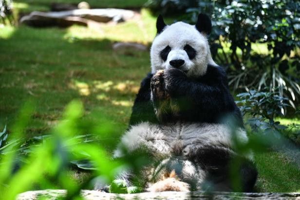 Ältester Riesenpanda der Welt in Hongkonger Zoo gestorben