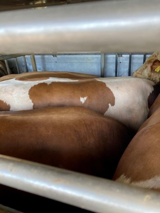 NÖ: Skandalöser Rindertransport auf Westautobahn gestoppt