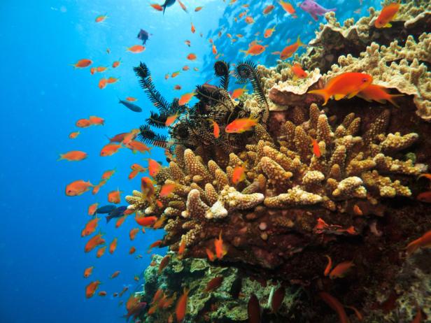 Eine Gruppe oranger Fische schwimmt um ein Korallenriff.