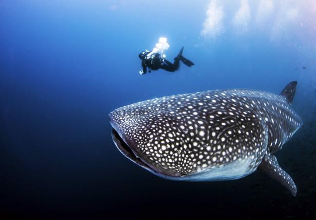 Ein Walhai schwimmt im Ozean, während ein Taucher im Hintergrund zu sehen ist.