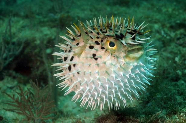 Ein Kugelfisch mit Stacheln schwimmt im Ozean.