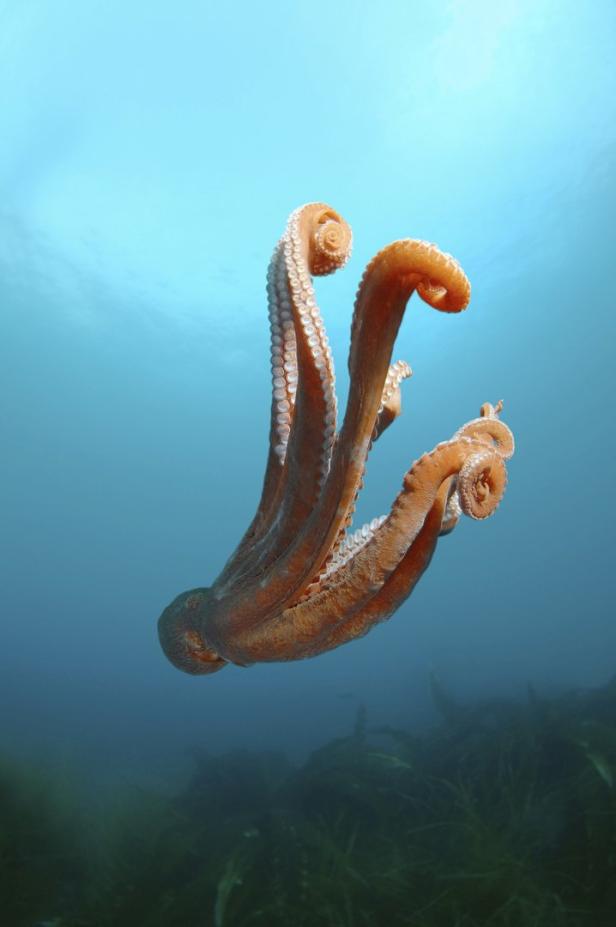 Ein orangefarbener Oktopus schwebt im blauen Wasser.