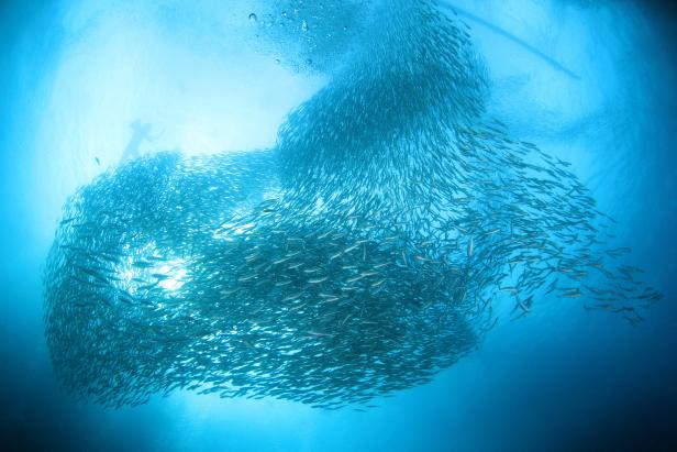 Ein großer Schwarm Fische im blauen Ozean, mit einem Taucher im Hintergrund.
