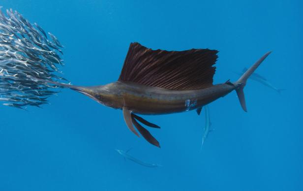 Ein Segelfisch schwimmt neben einem Schwarm kleiner Fische im blauen Wasser.