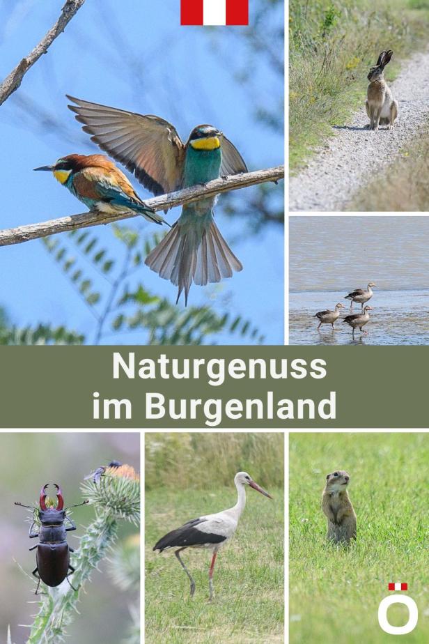 (Ent)spannende Auszeit für Naturgenießer im Burgenland