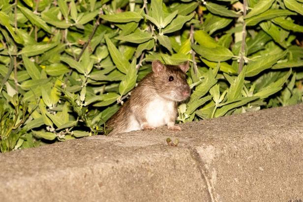 Ratte in Wien