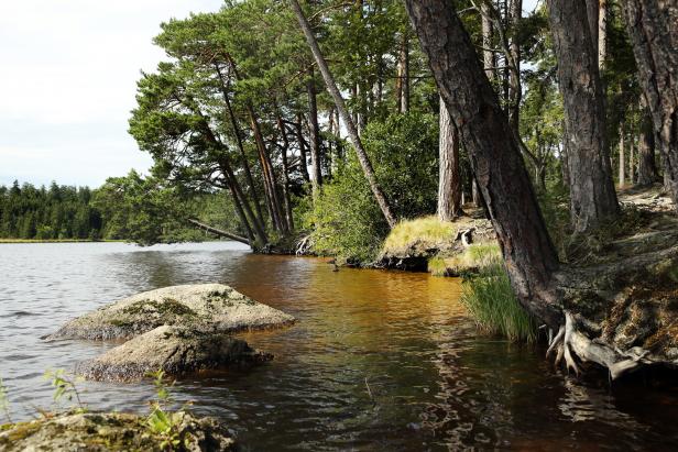 Bäume säumen das Ufer eines Sees, dessen Wasser eine goldene Farbe hat.