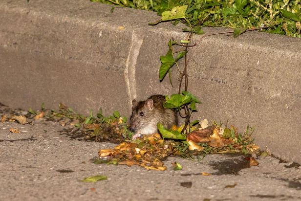 Immer mehr fette Ratten in Wien gesichtet