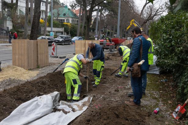 In der Hitze der Stadt: Wenn Bäume ums Überleben kämpfen