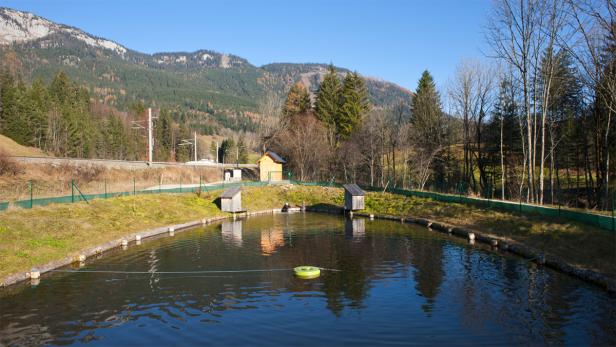 Bundesforste bauen Fischzucht massiv aus