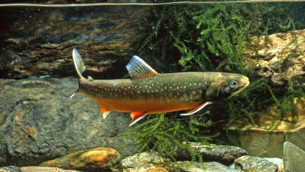 Bundesforste bauen Fischzucht massiv aus