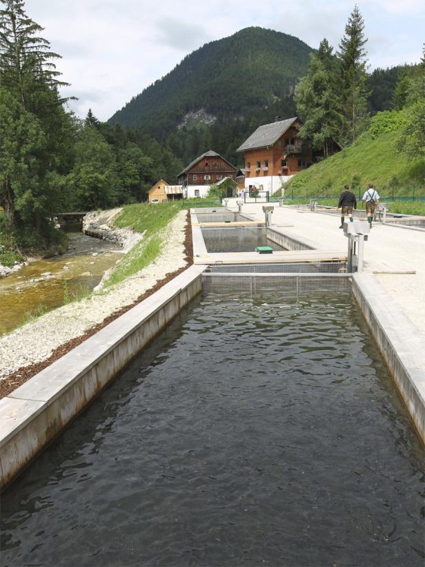 Bundesforste bauen Fischzucht massiv aus