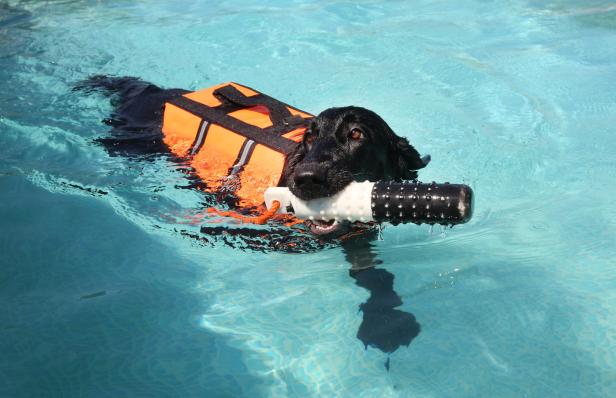 Hundewasser: Wo Wiens Vierbeiner schwimmen lernen
