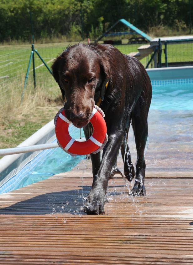 Hundewasser: Wo Wiens Vierbeiner schwimmen lernen