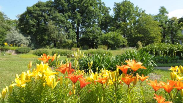 Gelbe und orange Lilien blühen in einem Garten.