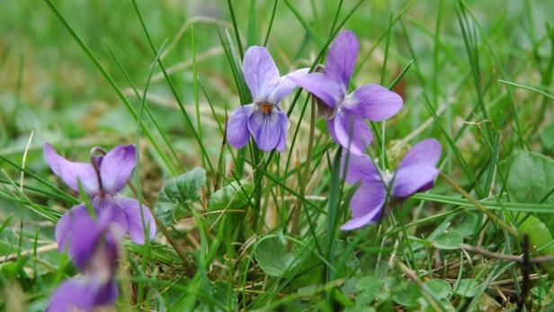 Mehrere lila Veilchen blühen im grünen Gras.