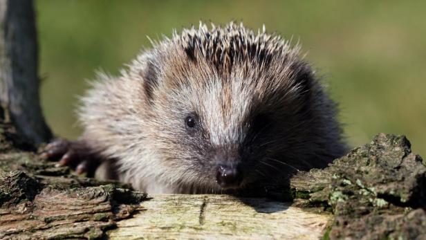 Ein Igel schaut über einen Baumstamm.