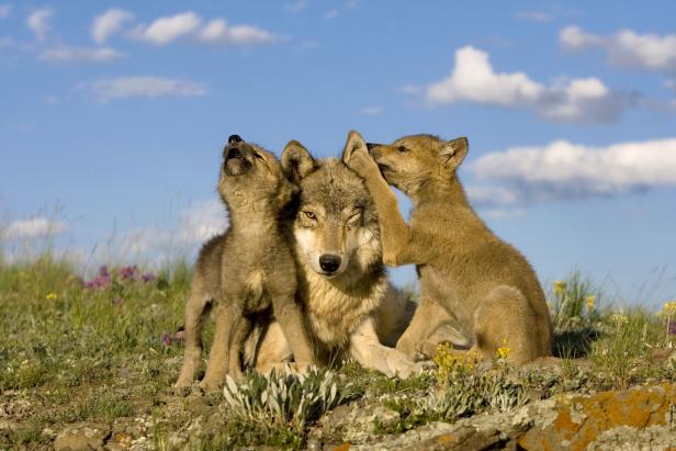 OÖ Wolfsverordnung in Begutachtung: Abschuss könnte erlaubt werden